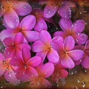 Meet your Posher, Annette